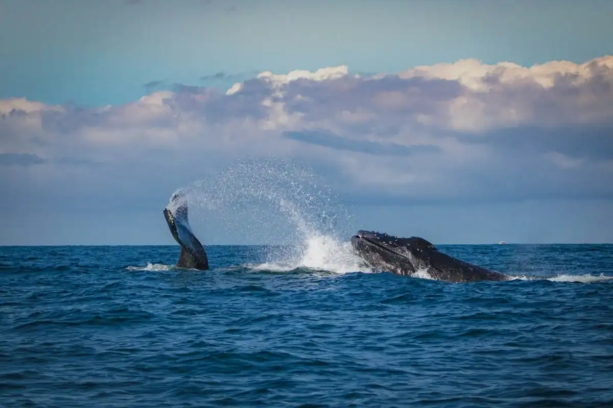 Tonga Travel Guide whale on body of water during daytime
