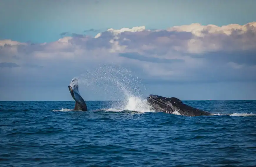 Tonga Travel Guide whale on body of water during daytime