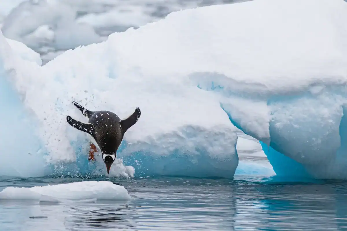 Antarctica travel guide a person swimming in the water