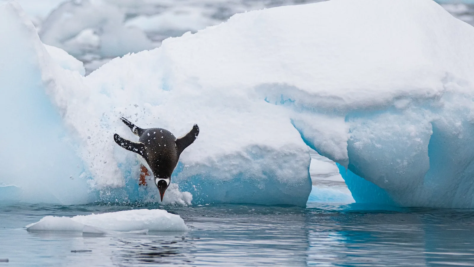 Antarctica travel guide a person swimming in the water