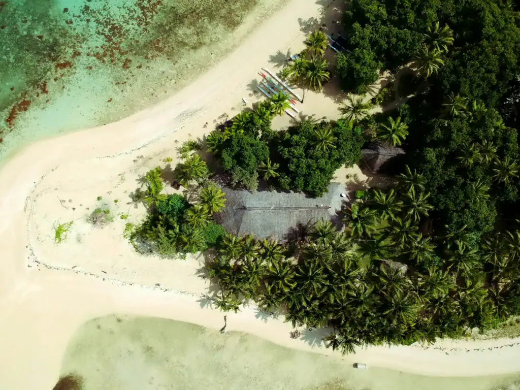 Fiji Tours green leaf tree