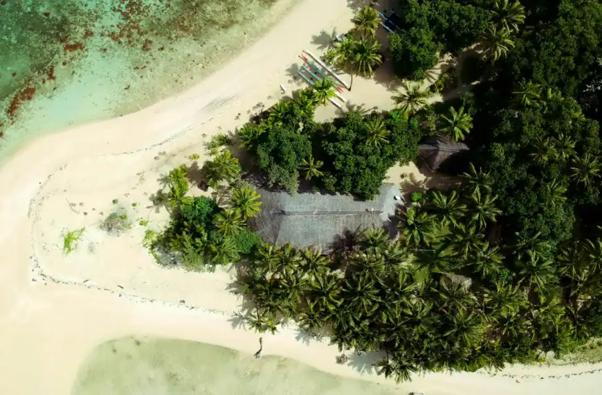 Fiji Tours green leaf tree