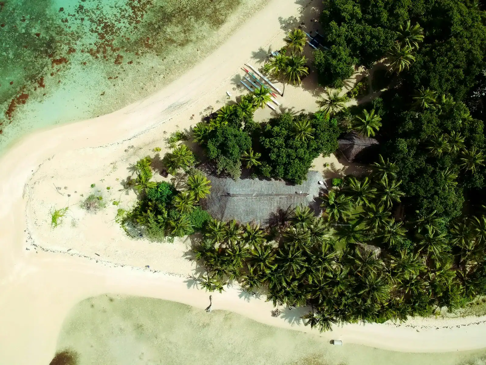Fiji Tours green leaf tree