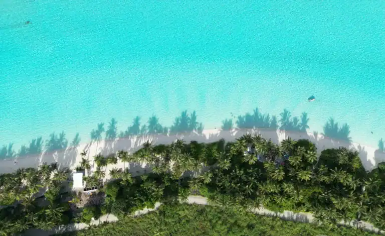 Kiribati Travel Guide Aerial view of a beach with palm trees.