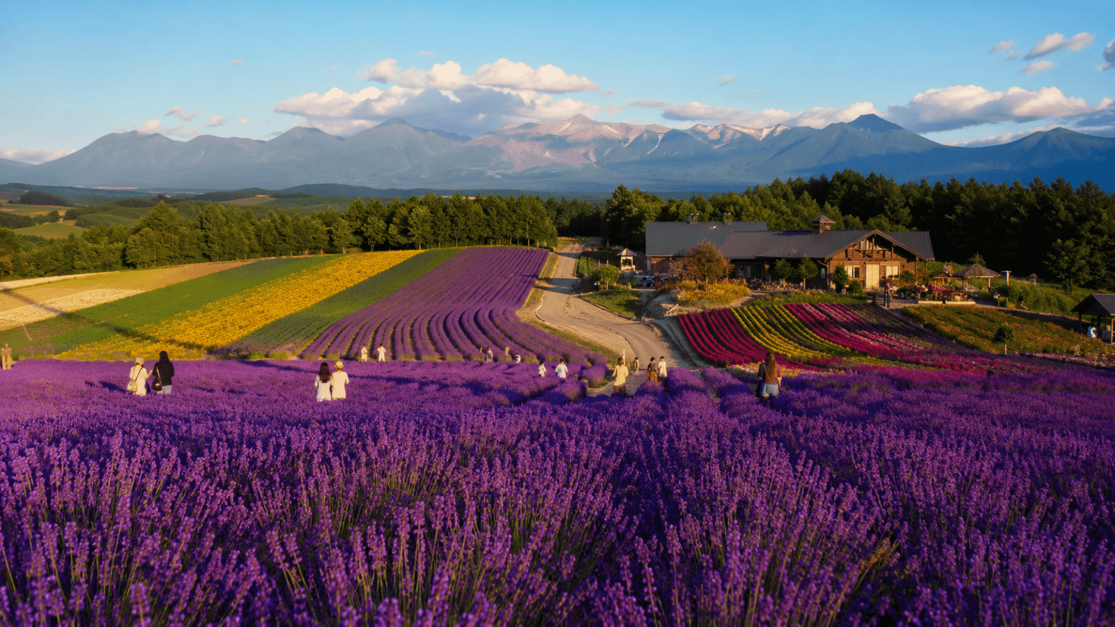 Hokkaido Travel Guide Lavender fields and mountain views