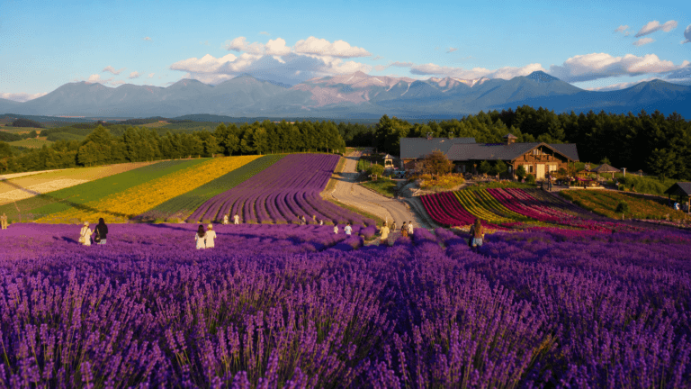 Hokkaido Travel Guide Lavender fields and mountain views